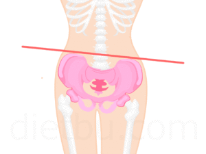 骨盤の左右の歪み